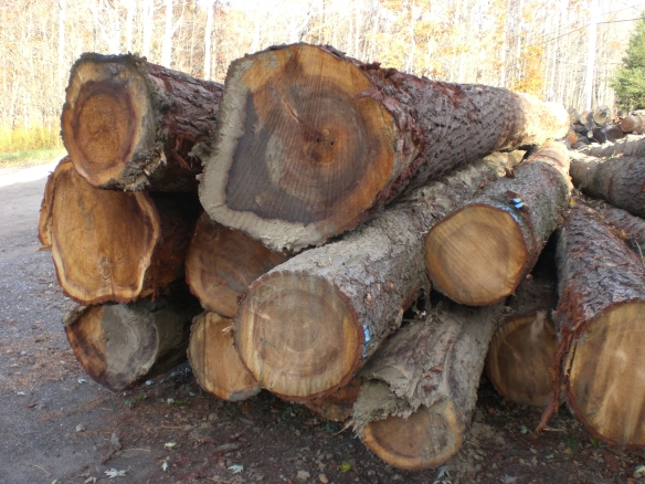 Hemlock Logs Cut to Order $0.75 per board foot
